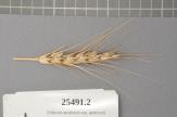 Click for 1 image(s) for this accession. Spike